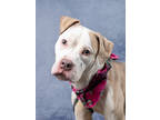 Adopt Jingles a White American Pit Bull Terrier / Mixed dog in Atlanta