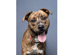 Adopt Porkchop a Brindle American Pit Bull Terrier / Mixed dog in Atlanta
