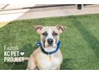 Adopt Fazoli a Pit Bull Terrier, Mixed Breed