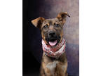 Adopt Jeannie a Tan/Yellow/Fawn German Shepherd Dog / Mixed Breed (Medium) /