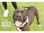 Adopt Spiegel a Pit Bull Terrier, Mixed Breed