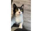 Adopt Lucas a Black & White or Tuxedo Domestic Mediumhair / Mixed (medium coat)