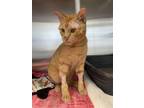 Adopt Jeff Gordon a Domestic Short Hair