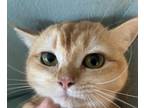 Adopt Sandy a Cream or Ivory (Mostly) British Shorthair / Mixed (short coat) cat