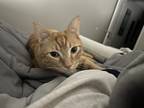 Adopt Nacho a Orange or Red Tabby Tabby / Mixed (short coat) cat in Staten