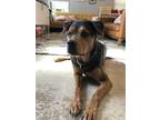 Adopt Tyson a Black - with Tan, Yellow or Fawn Rottweiler / German Shepherd Dog