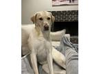 Adopt Vainilla a Tan/Yellow/Fawn - with White Labrador Retriever / Mixed dog in