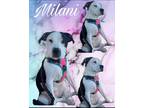 Adopt Milani a Black - with White Terrier (Unknown Type, Medium) / Mixed dog in