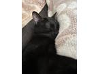 Adopt Nero a All Black American Shorthair / Mixed (short coat) cat in Fort