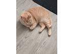 Adopt Spec a Orange or Red Tabby Domestic Shorthair / Mixed (short coat) cat in