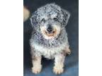 Adopt Cookie a Gray/Blue/Silver/Salt & Pepper Miniature Poodle / Mixed dog in