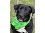 Adopt JJ a Labrador Retriever / Mixed dog in Darlington, SC (41179569)