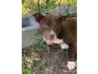 Adopt Newt a Labrador Retriever / Mixed dog in Darlington, SC (41136645)