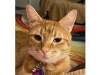 Adopt Louie a Orange or Red Tabby American Shorthair / Mixed (short coat) cat in