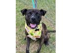 Adopt Okie a Labrador Retriever / Mixed dog in Darlington, SC (41131509)