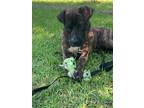 Adopt Okie a Labrador Retriever / Mixed dog in Darlington, SC (41131509)