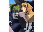 Adopt Emmy a Tricolor (Tan/Brown & Black & White) Beagle / Mixed dog in Ho Ho