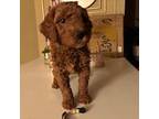 Goldendoodle Puppy for sale in Rockville, MD, USA