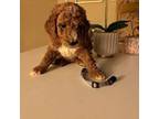 Goldendoodle Puppy for sale in Rockville, MD, USA