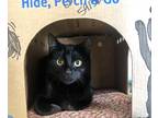Adopt Comet a Domestic Shorthair / Mixed cat in Prince George, BC (41449077)