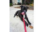 Adopt Carlos a Black - with White American Pit Bull Terrier / Mixed dog in