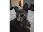 Adopt Lilly a Gray or Blue (Mostly) American Shorthair / Mixed (short coat) cat