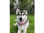 Adopt Colby a Alaskan Malamute / Husky / Mixed dog in Abbotsford, BC (41383727)