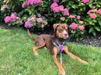 Adopt Rosie a Brown/Chocolate - with White Mutt / Mutt / Mixed dog in San
