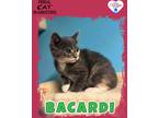 Adopt Bacardi a Domestic Shorthair / Mixed (short coat) cat in Kingman