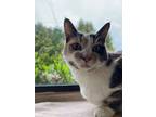 Adopt Isabelle a Domestic Shorthair / Mixed cat in Surrey, BC (41456373)
