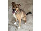 Adopt Layla a Tan/Yellow/Fawn - with White Mutt / Mixed dog in San Diego