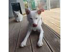 Adopt Jangmi a White Toy Fox Terrier / Jindo / Mixed dog in Bellevue