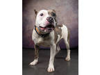 Adopt Bea a White American Pit Bull Terrier / Mixed Breed (Medium) / Mixed