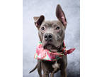 Adopt Orca- ADOPTED a Merle American Pit Bull Terrier / Mixed Breed (Medium) /