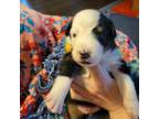 Australian Shepherd Puppy for sale in Norristown, PA, USA