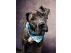 Adopt Lois Griffin a Black Great Dane / Mixed dog in Atlanta, GA (41431175)