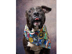 Adopt Finch a Black American Pit Bull Terrier / Mixed dog in Atlanta