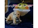 Orange collar