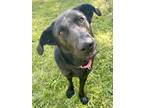 Adopt Onicka a Black German Shepherd Dog / Mixed dog in Willmar, MN (41280996)