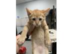 Adopt Yankee a Orange or Red Domestic Shorthair / Domestic Shorthair / Mixed cat