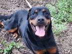 Adopt Jeffrey a Black - with Tan, Yellow or Fawn Rottweiler / Mixed dog in