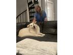 Adopt Karma a White German Shepherd Dog / Mixed dog in Palm Beach Gardens