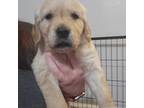 Golden Retriever Puppy for sale in Tallahassee, FL, USA