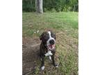 Adopt Ellie a Black - with White American Pit Bull Terrier / Mixed dog in