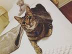 Adopt Jack a Brown Tabby Tabby / Mixed (short coat) cat in Spring Hill
