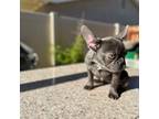 French Bulldog Puppy for sale in Lancaster, CA, USA