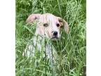 Adopt Avenue a Tan/Yellow/Fawn - with White American Pit Bull Terrier / Mixed