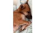 Adopt Bbosoon a Brown/Chocolate - with Black Pomeranian / Terrier (Unknown Type