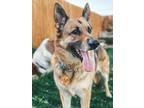 Adopt Ellie a Tricolor (Tan/Brown & Black & White) German Shepherd Dog / Mixed