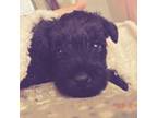 Schnauzer (Miniature) Puppy for sale in Wesley Chapel, FL, USA